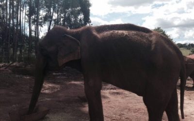 LIVE IN BRAZIL  ELEPHANT SANCTUARY PART 4