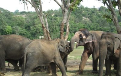 Free Roam Elephant Sanctuary in Brazil Part II Guests: Scott Blais, CEO and Board President 